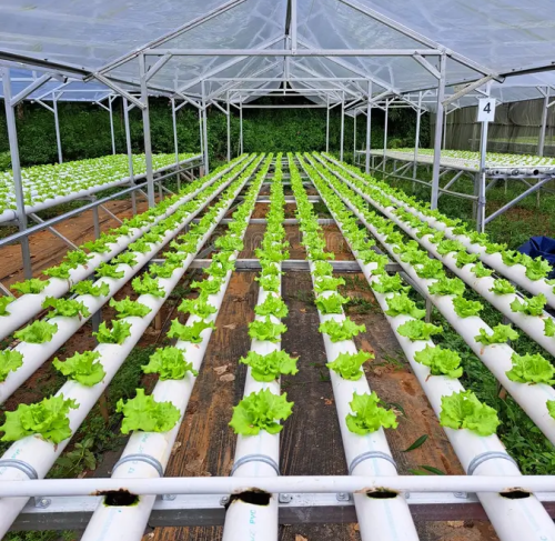 cannabis hydroponic system